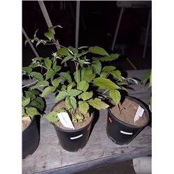 LIVE PLANT - RASPBERRY