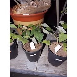 LIVE PLANT - RASPBERRY