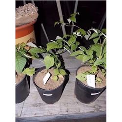 LIVE PLANT - RASPBERRY