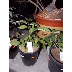 LIVE PLANT - RASPBERRY