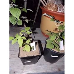 LIVE PLANT - RASPBERRY