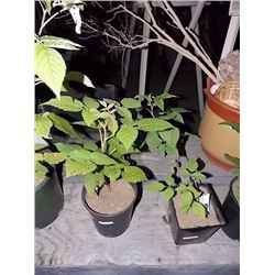 LIVE PLANT - RASPBERRY