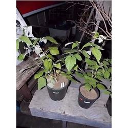 LIVE PLANT - RASPBERRY