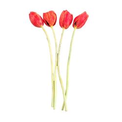 Tulip Fever Hero Tulips Movie Props