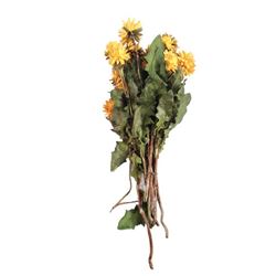 Tulip Fever Screen Used Daffodils Movie Props
