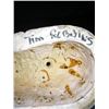 Image 5 : Tim Robbins Special Effects Make-Up  Life Cast