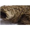 Image 8 : BUFFALO COAT