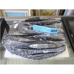 Orthoceras Fossil Formation
