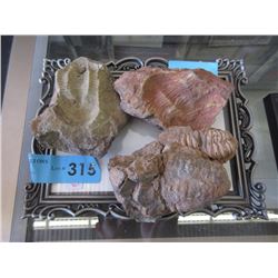 3 Trilobite Fossil Formation