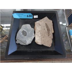 Trilobite & Other Fossil