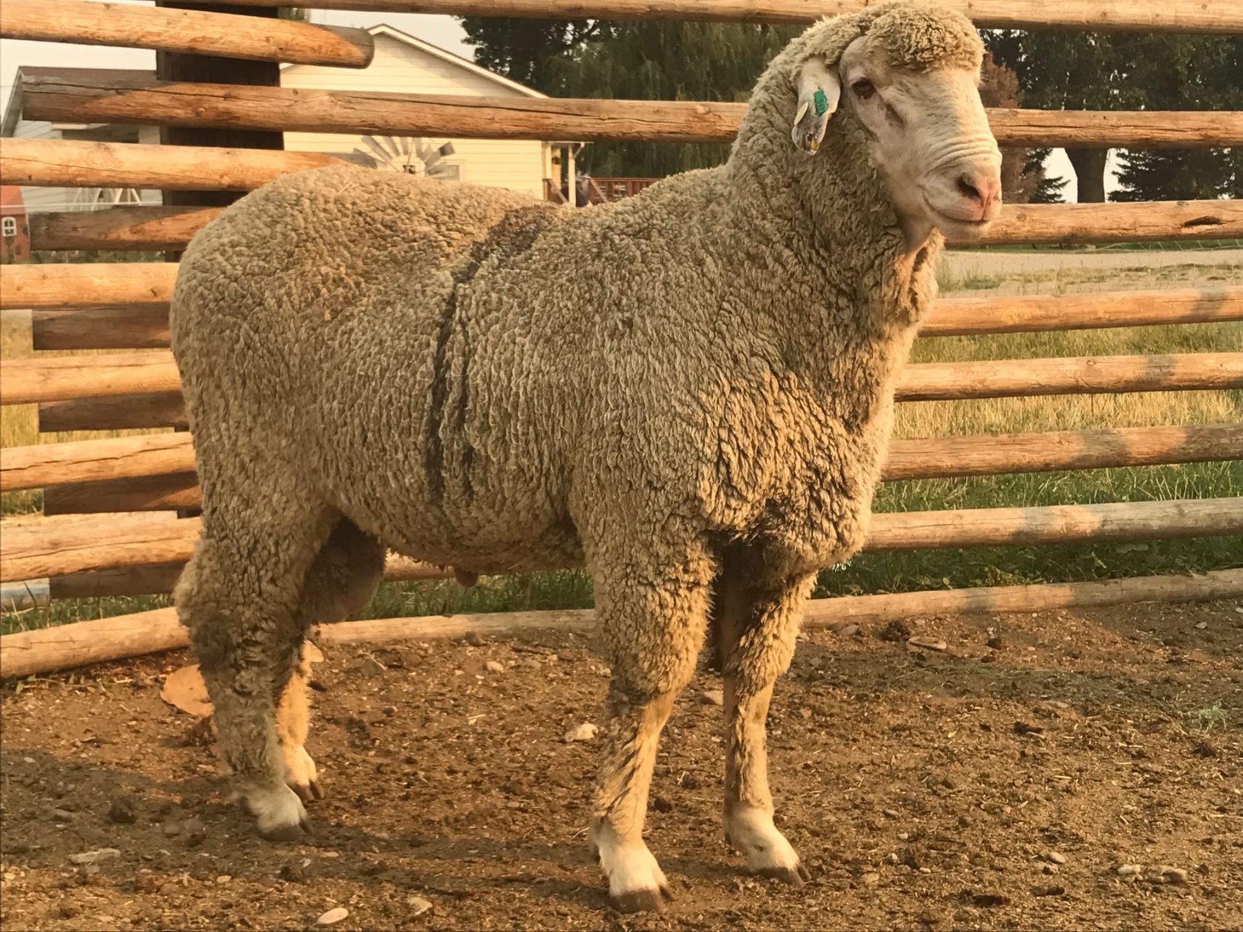 Lot 41 Rambouillet Frontier Stockyards