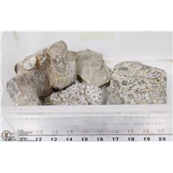 LOT OF 4 CORAL FOSSIL ROCKS