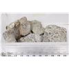 Image 1 : LOT OF 4 CORAL FOSSIL ROCKS