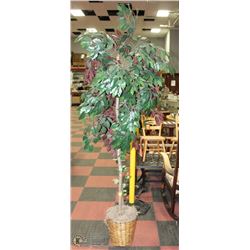 FICUS TREE IN WICKER BASKET 7'