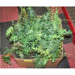 BOX OF ARTIFICIAL FERNS