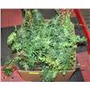 Image 1 : BOX OF ARTIFICIAL FERNS