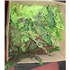 Image 1 : BOX OF ARTIFICIAL FERNS
