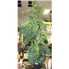 Image 1 : PALM TREE WITH 6 STEMS 6'