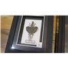Image 13 : Framed Flying Dragon, Leaf Insect, Giant Rhino Beetle, Giant Scorpion