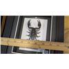 Image 15 : Framed Flying Dragon, Leaf Insect, Giant Rhino Beetle, Giant Scorpion