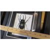 Image 16 : Framed Flying Dragon, Leaf Insect, Giant Rhino Beetle, Giant Scorpion