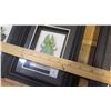 Image 17 : Framed Flying Dragon, Leaf Insect, Giant Rhino Beetle, Giant Scorpion