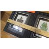 Image 18 : Framed Flying Dragon, Leaf Insect, Giant Rhino Beetle, Giant Scorpion