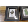Image 2 : Framed Flying Dragon, Leaf Insect, Giant Rhino Beetle, Giant Scorpion