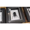Image 4 : Framed Flying Dragon, Leaf Insect, Giant Rhino Beetle, Giant Scorpion