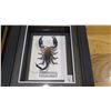 Image 7 : Framed Flying Dragon, Leaf Insect, Giant Rhino Beetle, Giant Scorpion