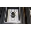 Image 9 : Framed Flying Dragon, Leaf Insect, Giant Rhino Beetle, Giant Scorpion