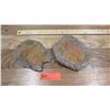 Image 1 : Fossil: Qty 2 Trilobites (Xystridura, circa 525 million yrs)