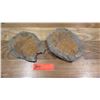 Image 2 : Fossil: Qty 2 Trilobites (Xystridura, circa 525 million yrs)