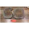 Image 1 : Fossil: Qty 2 Trilobites (Xystridura, circa 525 million yrs)