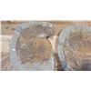 Image 3 : Fossil: Qty 2 Trilobites (Xystridura, circa 525 million yrs)