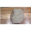 Image 8 : Fossil: Qty 2 Trilobites (Xystridura, circa 525 million yrs)