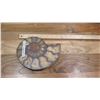 Image 9 : Fossil: Prehistoric Natural Ammonite, Green, Reddish Deposits (100-200 mil yrs)