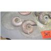Image 2 : Fossil: Prehistoric Ammonite (Stephanoceras) Cluster - Approx. 140 to 170 mil yrs)
