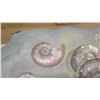 Image 3 : Fossil: Prehistoric Ammonite (Stephanoceras) Cluster - Approx. 140 to 170 mil yrs)