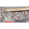 Image 9 : Fossil: Prehistoric Ammonite (Stephanoceras) Cluster - Approx. 140 to 170 mil yrs)