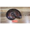 Image 1 : Fossil: Prehistoric Natural Ammonite, Irridescent Red, Blue, Violet Hues (100-200 mil yrs)