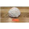 Image 1 : Fossil: Dinosaur Egg