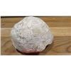 Image 2 : Fossil: Dinosaur Egg