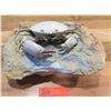 Image 1 : Fossil: Crab (Harpactocarcinus Punctulatus, circa 50 million yrs, near Verona, Italy)