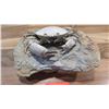 Image 2 : Fossil: Crab (Harpactocarcinus Punctulatus, circa 50 million yrs, near Verona, Italy)