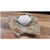 Image 8 : Fossil: Crab (Harpactocarcinus Punctulatus, circa 50 million yrs, near Verona, Italy)