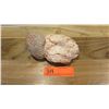 Image 1 : Fossil: Fossilized Pine Cone