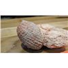Image 2 : Fossil: Fossilized Pine Cone