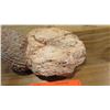Image 3 : Fossil: Fossilized Pine Cone