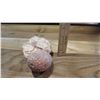 Image 8 : Fossil: Fossilized Pine Cone